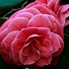 Camellia