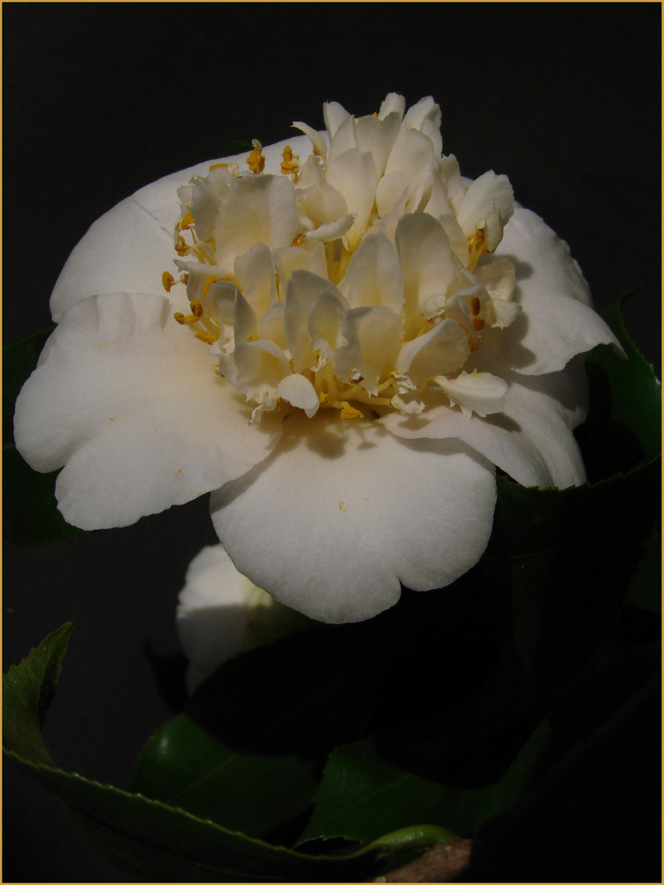 Camellia