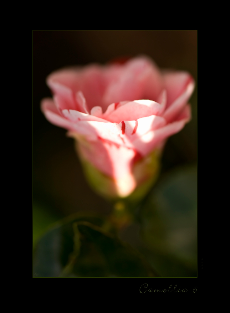 Camellia 6