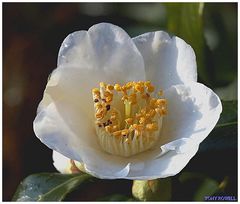 CAMELLIA.