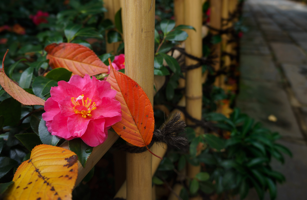 Camellia and fallen leaves