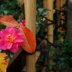 Camellia and fallen leaves