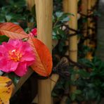 Camellia and fallen leaves