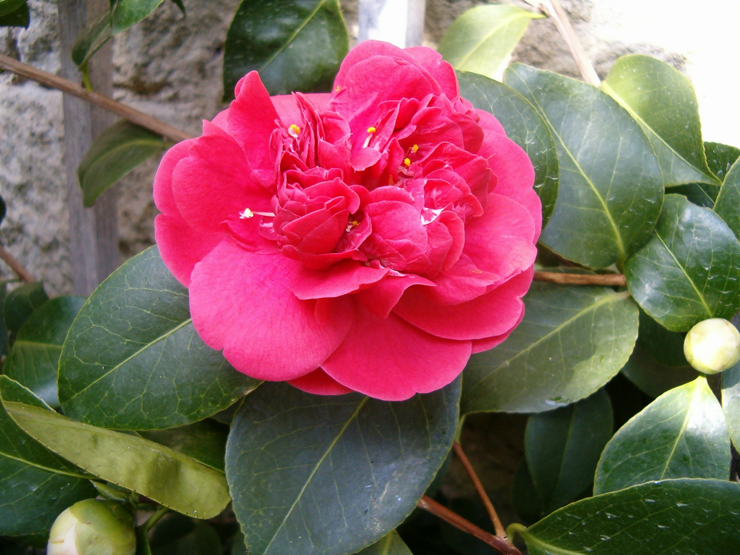 Camellia aus Zuschendorf.