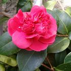 Camellia aus Zuschendorf.