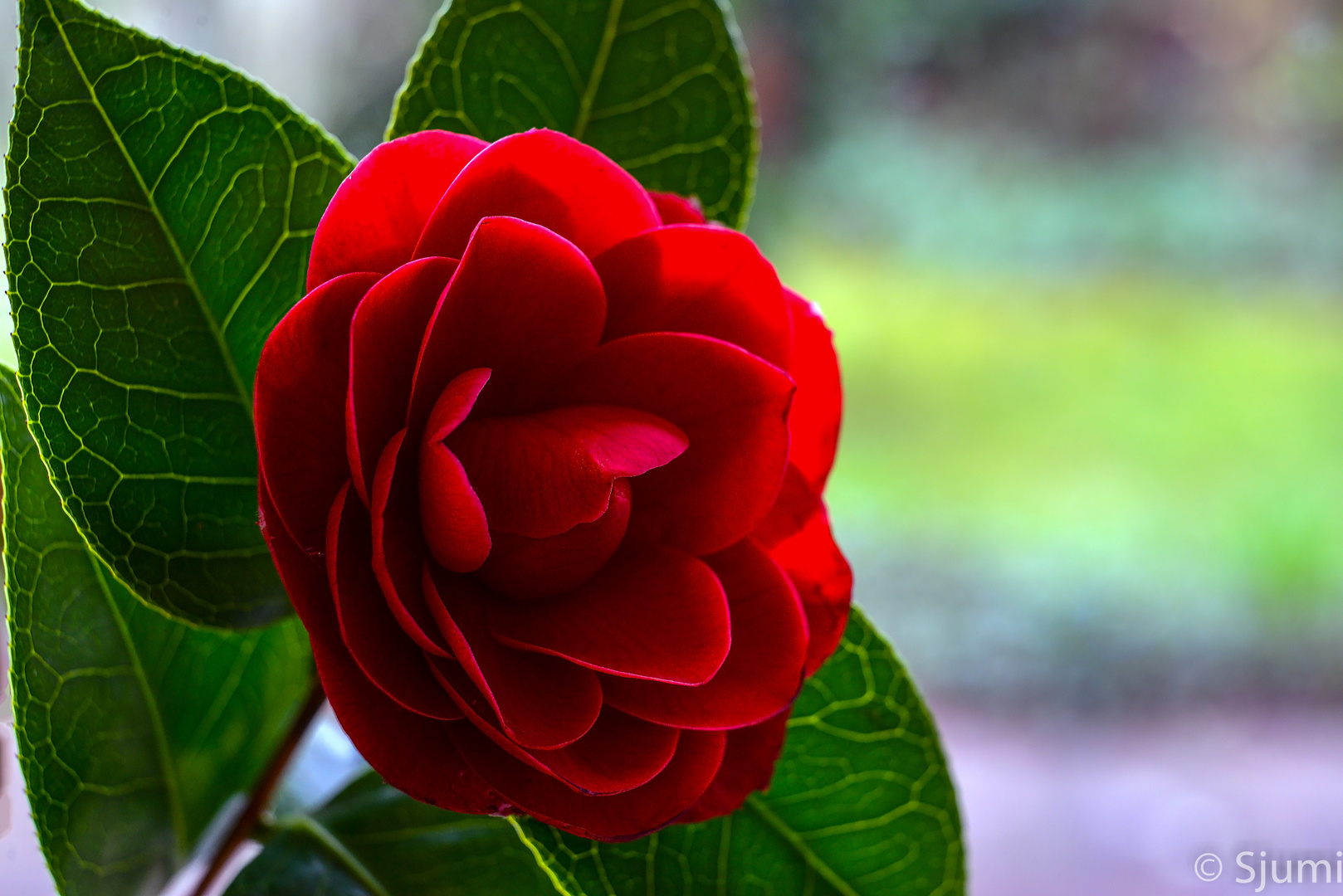 Camellia blossom magic