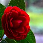 Camellia blossom magic