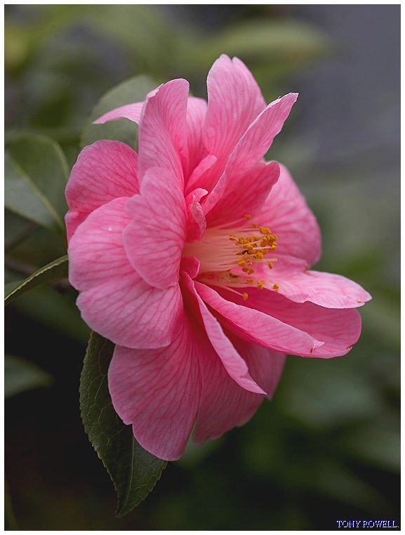 CAMELLIA.