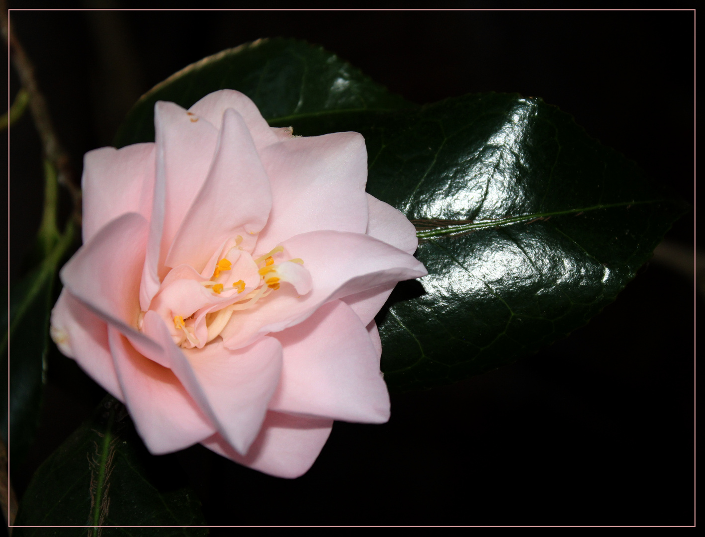  Camellia