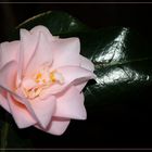  Camellia