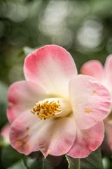 Camellia Hybride "Loki Schmidt"