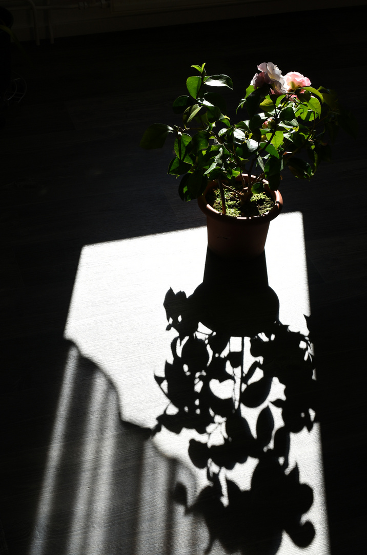 Camellia im Gegenlicht