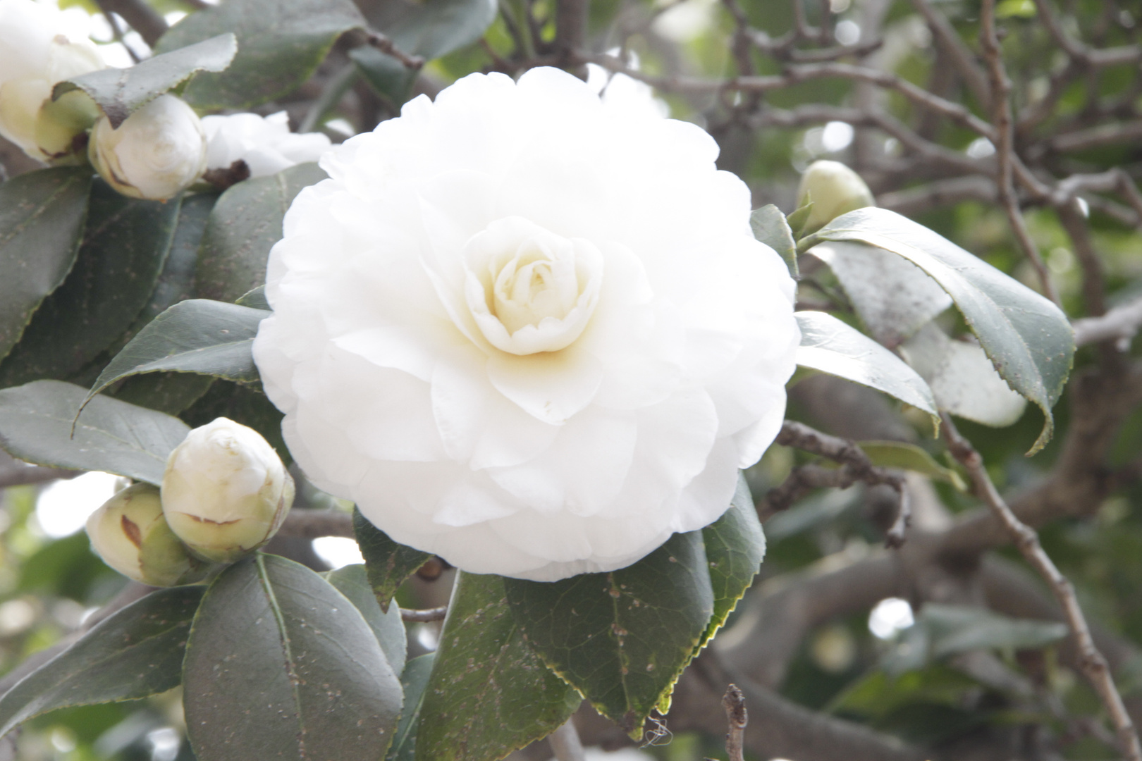 Camellia in weiß