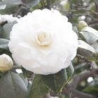 Camellia in weiß