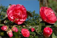 Camellia japonica