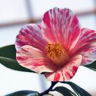 Camellia japonica....