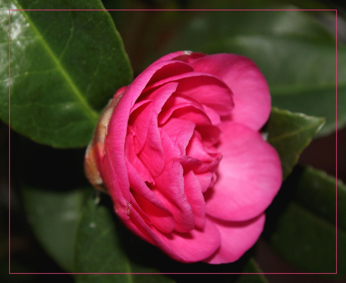  Camellia japonica ...