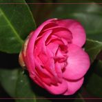  Camellia japonica ...