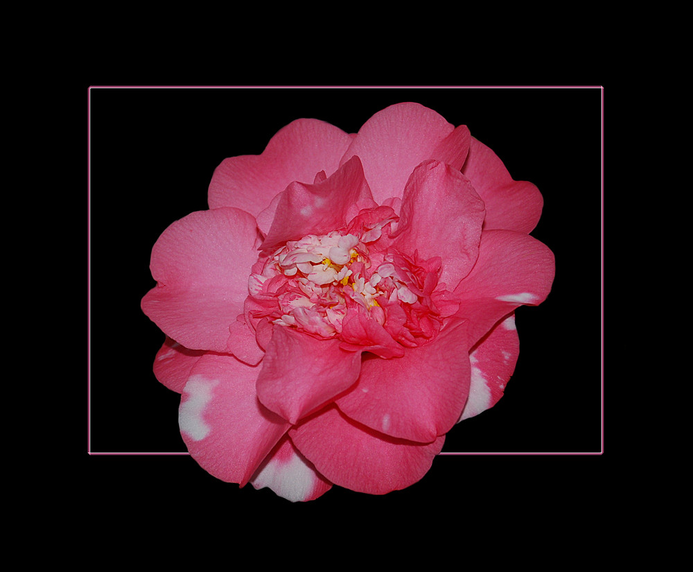 Camellia Japonica