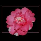 Camellia Japonica