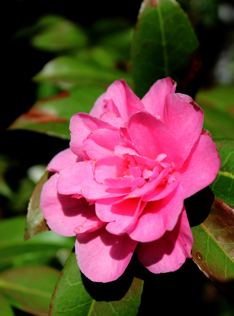  Camellia japonica .....