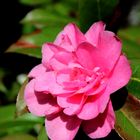 Camellia japonica .....