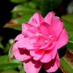  Camellia japonica .....