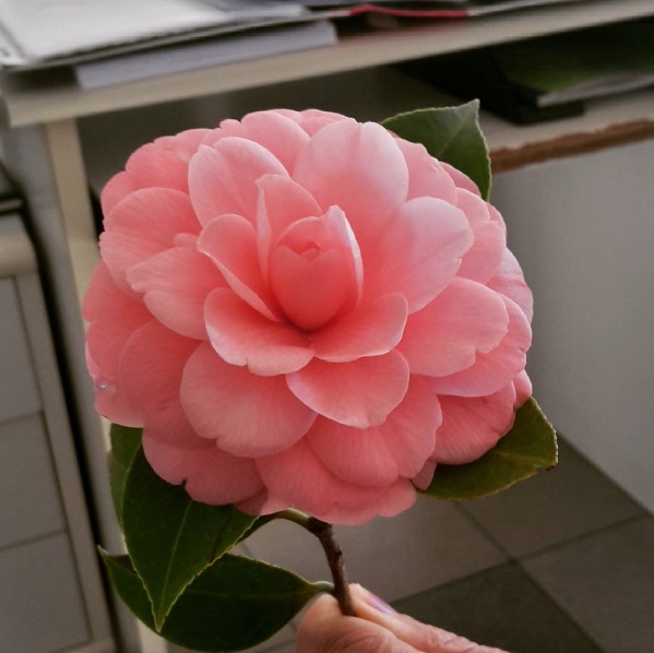 Camellia Japonica