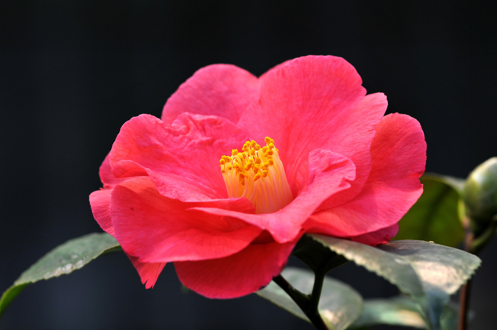 Camellia japonica