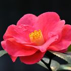 Camellia japonica