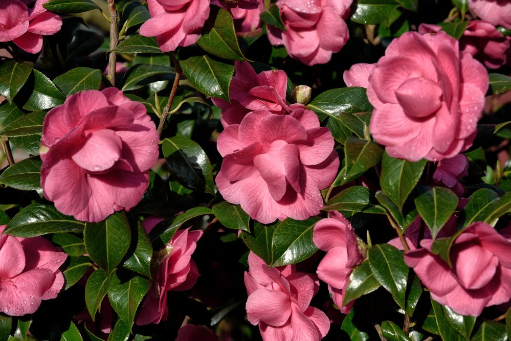 Camellia Japonica