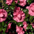 Camellia Japonica