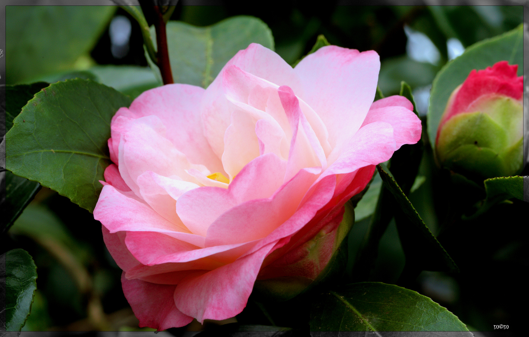 Camellia japonica 