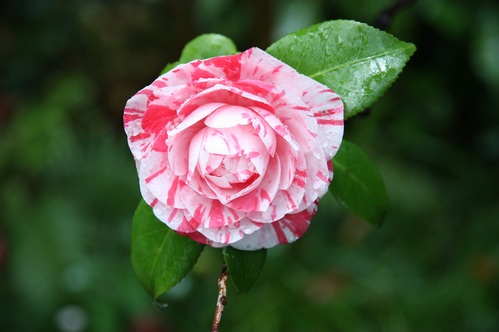 Camellia japonica