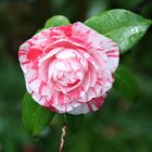 Camellia japonica