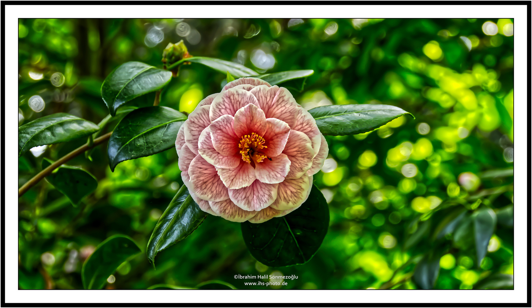 Camellia Japonica