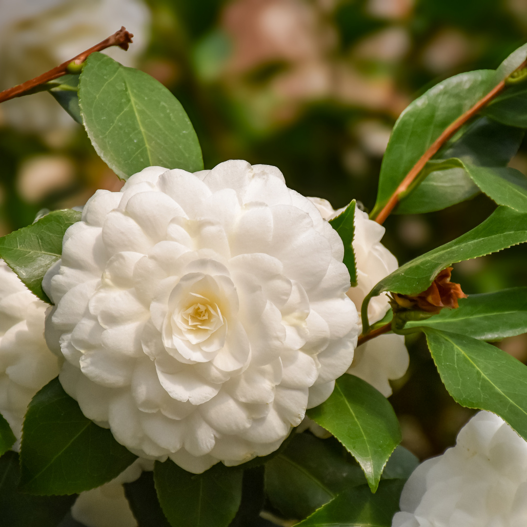 Camellia japonica Alba plena