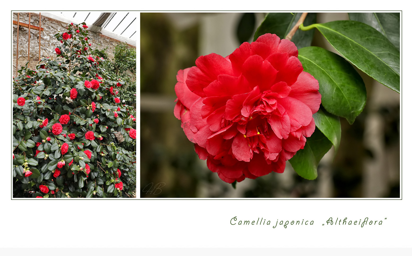 Camellia japonica "Althaeiflora"