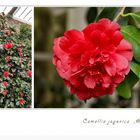 Camellia japonica "Althaeiflora"