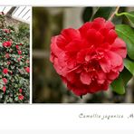 Camellia japonica "Althaeiflora"