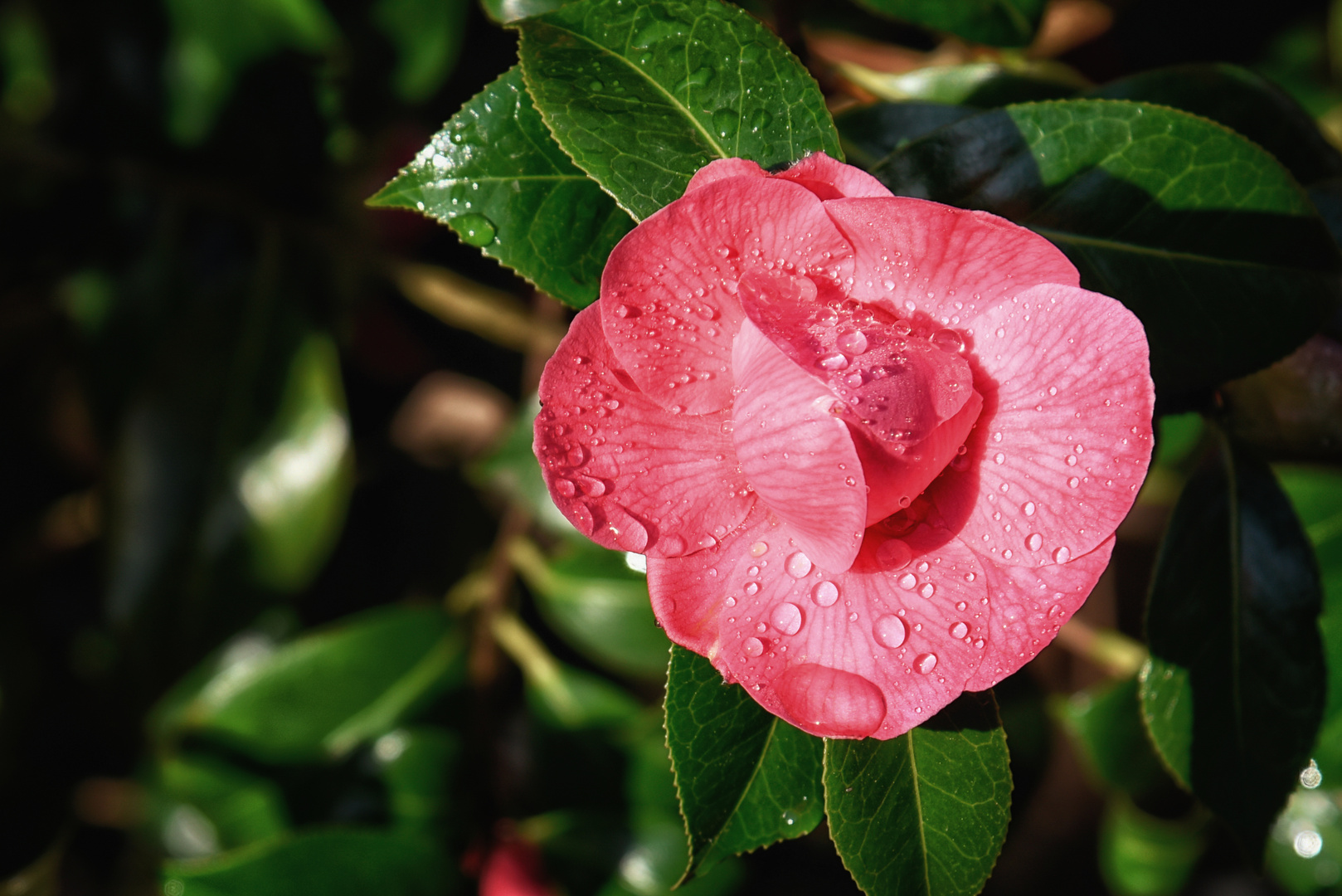 Camellia Japonica aus Japan