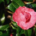 Camellia Japonica aus Japan