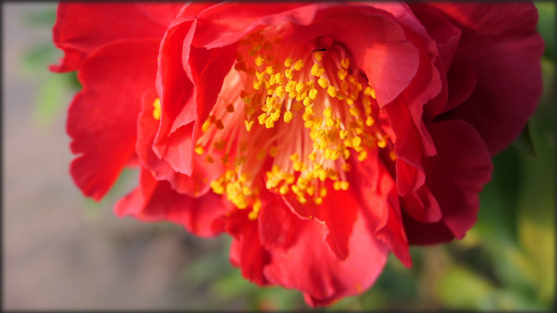 Camellia japonica 'Barbara Morgan' flower