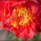 Camellia japonica 'Barbara Morgan' flower