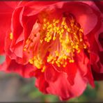 Camellia japonica 'Barbara Morgan' flower