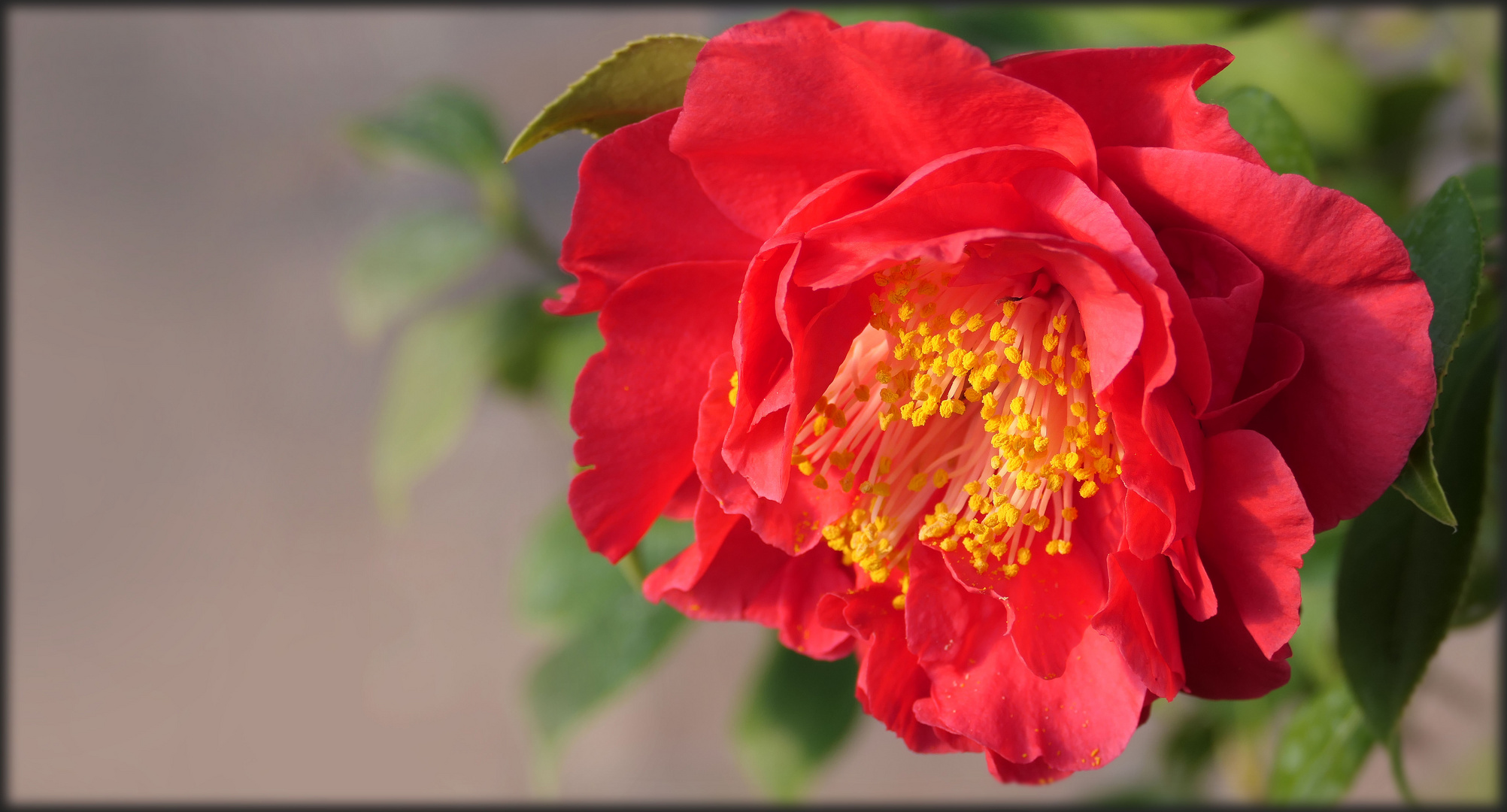 Camellia japonica 'Barbara Morgan' flower