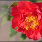 Camellia japonica 'Barbara Morgan' flower