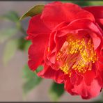 Camellia japonica 'Barbara Morgan' flower