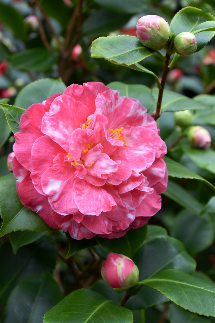 Camellia japonica Colombo