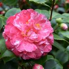 Camellia japonica Colombo